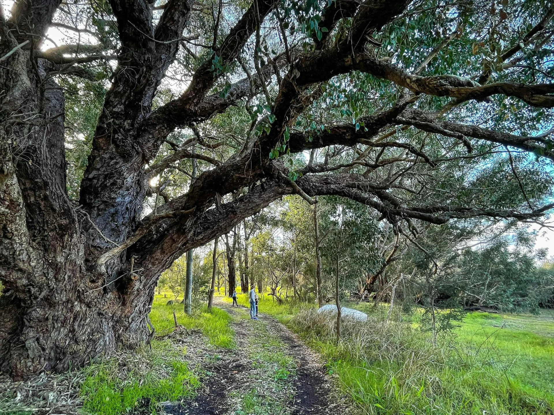 Rose’s Reserve