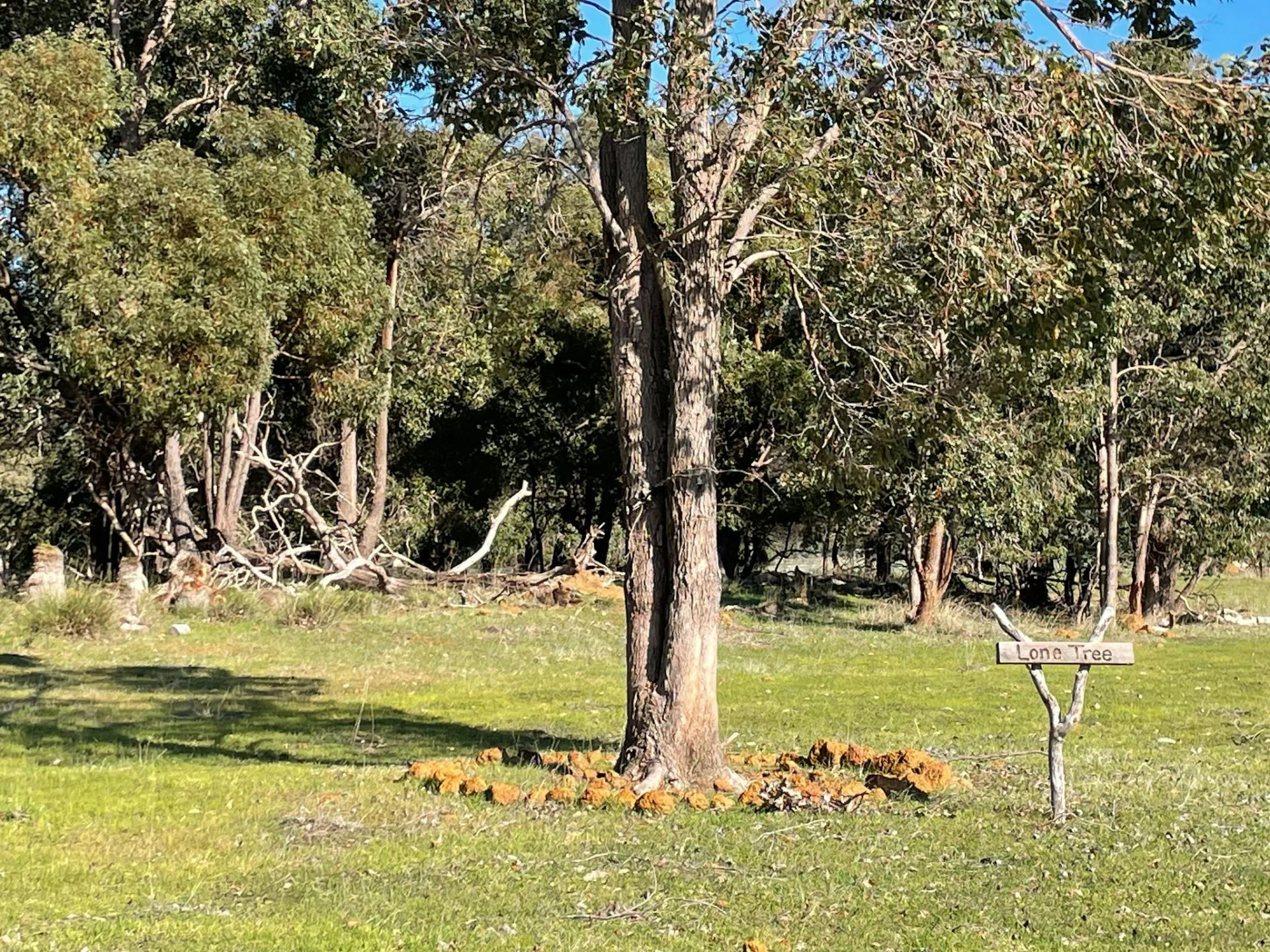 Yoga on the Farm